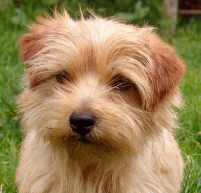 TERRIER DE NORFOLK